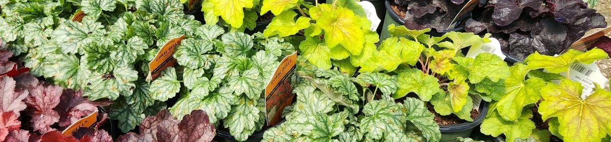 Bob's Plant Nursery